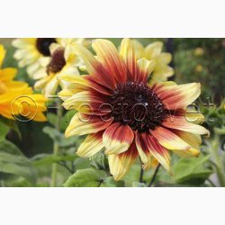 Solsikke pollenfri mix