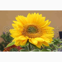 Solsikke pollenfri mix