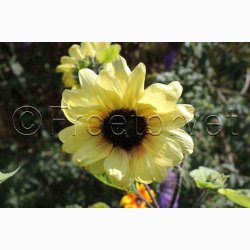 Solsikke pollenfri mix