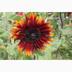 Solsikke pollenfri mix