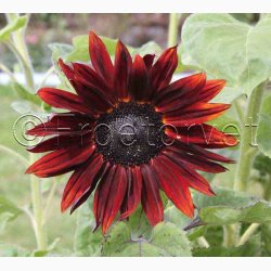 Solsikke pollenfri mix