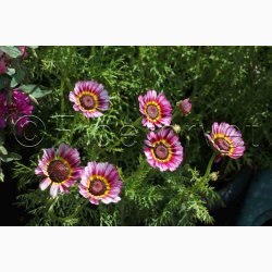 Sommer-Margerite Bunte Wucherblumen - Trefarvet Guldblomst