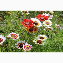 Sommer-Margerite Bunte Wucherblumen - Trefarvet Guldblomst