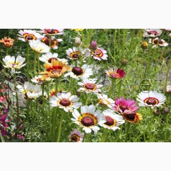 Sommer-Margerite Bunte Wucherblumen - Trefarvet Guldblomst