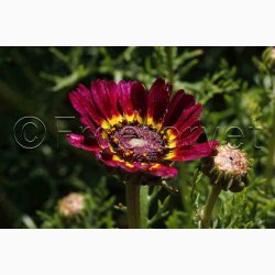 Sommer-Margerite Bunte Wucherblumen - Trefarvet Guldblomst