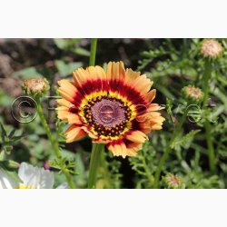 Sommer-Margerite Bunte Wucherblumen - Trefarvet Guldblomst