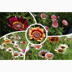 Sommer-Margerite Bunte Wucherblumen - Trefarvet Guldblomst