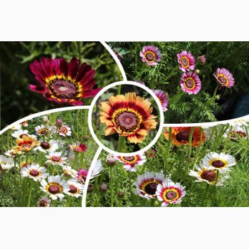 Sommer-Margerite Bunte Wucherblumen - Trefarvet Guldblomst