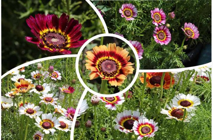 Sommer-Margerite Bunte Wucherblumen - Trefarvet Guldblomst
