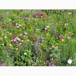 Lngeblomstrende blomstermiks (min 2 gram fr + 2 gram overpacked )