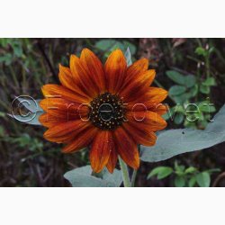 Sonnenblume Abendsonne - Solsikke