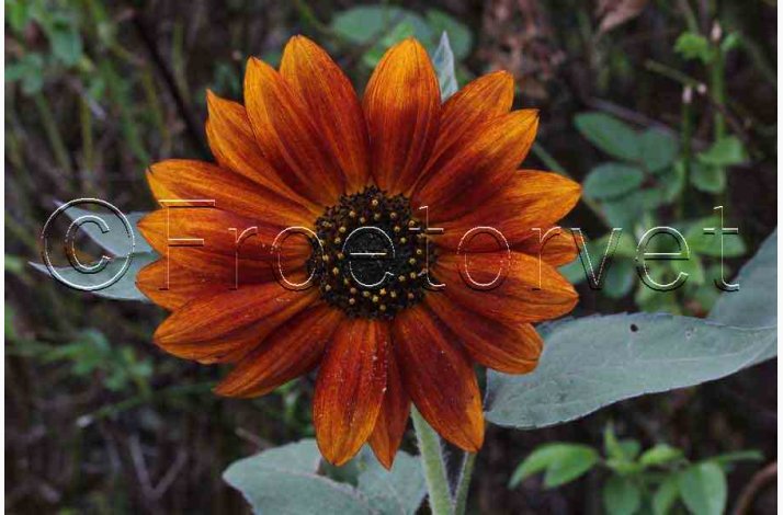 Sonnenblume Abendsonne - Solsikke