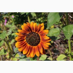 Sonnenblume Abendsonne - Solsikke