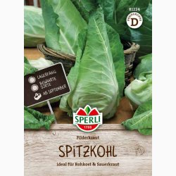 Spidsk�l � Brassica oleracea var. capitata f. alba �Filderkraut� � Fr�