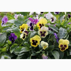 Stedmoderblomst fr blanding