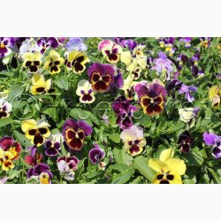 Stedmoderblomst fr blanding