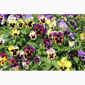 Stedmoderblomst fr blanding