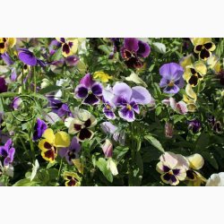 Stedmoderblomst fr blanding