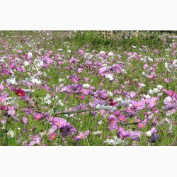 Stolt Kavaler i samspil med andre gracise sommerblomster (min 2 gram fr + 2 gram overpacked)