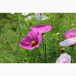 Stolt Kavaler, Cupcakes Blush (min. 40 Fr)