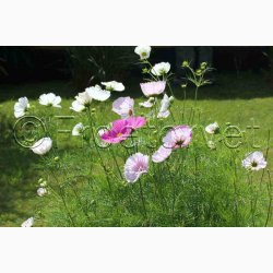 Stolt Kavaler, Cupcakes Blush (min. 40 Fr)