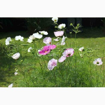 Stolt Kavaler, Cupcakes Blush (min. 40 Fr)