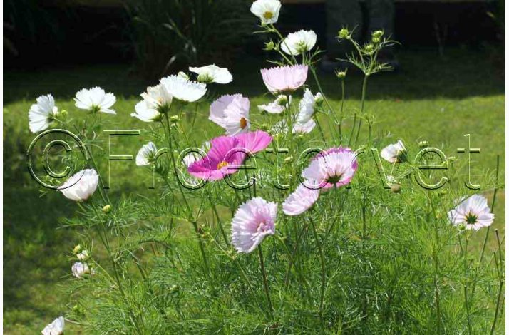 Stolt Kavaler, Cupcakes Blush (min. 40 Fr)