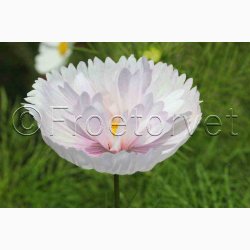 Stolt Kavaler, Cupcakes Blush (min. 40 Fr)