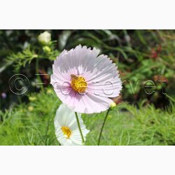 Stolt Kavaler, Cupcakes Blush (min. 40 Fr)