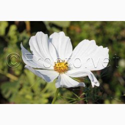 Stolt Kavaler i samspil med andre gracise sommerblomster (min 2 gram fr + 2 gram overpacked)