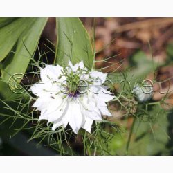 Stolt Kavaler i samspil med andre gracise sommerblomster (min 2 gram fr + 2 gram overpacked)