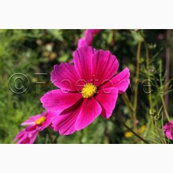 Stolt Kavaler i samspil med andre gracise sommerblomster (min 2 gram fr + 2 gram overpacked)