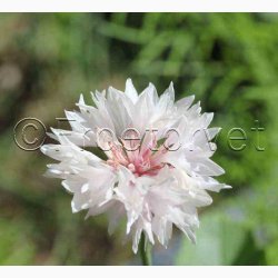 Stolt Kavaler i samspil med andre gracise sommerblomster (min 2 gram fr + 2 gram overpacked)