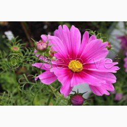 Stolt Kavaler i samspil med andre gracise sommerblomster (min 2 gram fr + 2 gram overpacked)