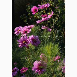 Stolt Kavaler i samspil med andre gracise sommerblomster (min 2 gram fr + 2 gram overpacked)