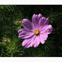 Stolt Kavaler i samspil med andre gracise sommerblomster (min 2 gram fr + 2 gram overpacked)