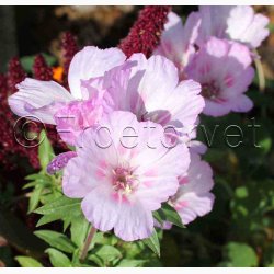 Stolt Kavaler i samspil med andre gracise sommerblomster (min 2 gram fr + 2 gram overpacked)