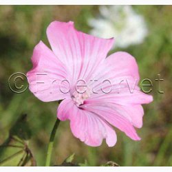 Stolt Kavaler i samspil med andre gracise sommerblomster (min 2 gram fr + 2 gram overpacked)