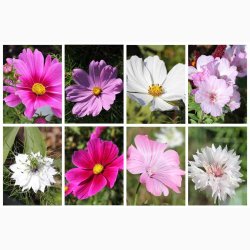 Stolt Kavaler i samspil med andre gracise sommerblomster (min 2 gram fr + 2 gram overpacked)