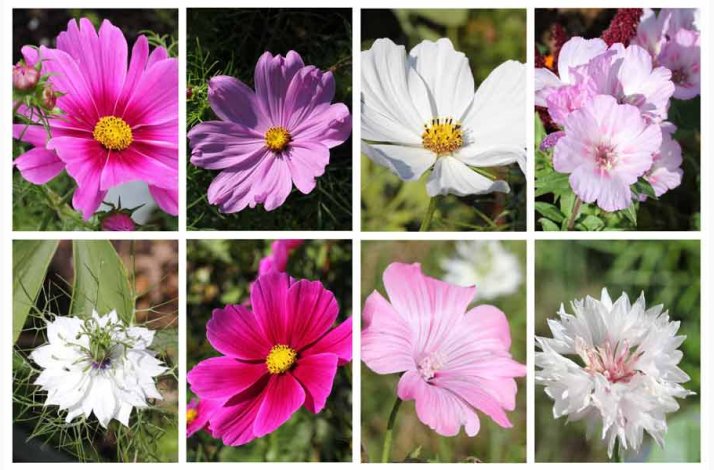 Stolt Kavaler i samspil med andre gracise sommerblomster (min 2 gram fr)