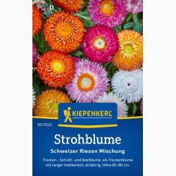 K�mpe Evighedsblomst � Xerochrysum bracteatum miks �Schweizer Riesen� � Fr� (r�kker til ca. 100 planter)