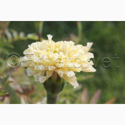 TAGETES SNOWDRIFT (min. 40 fr)