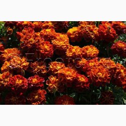 Fljlsblomst fr Carmen, tagetes