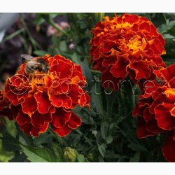 Fljlsblomst fr Carmen, tagetes
