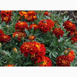 Fljlsblomst fr Carmen, tagetes