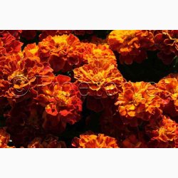 Fljlsblomst fr Carmen, tagetes