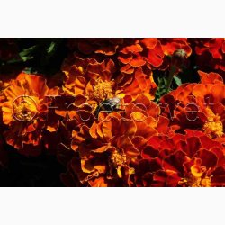 Fljlsblomst fr Carmen, tagetes