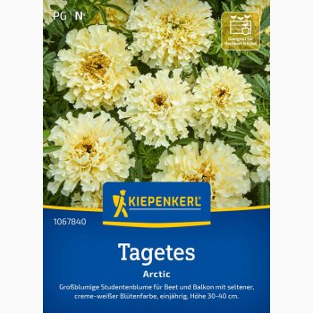 Fl�jlsblomst � Tagetes erecta �Arctic� � Fr�