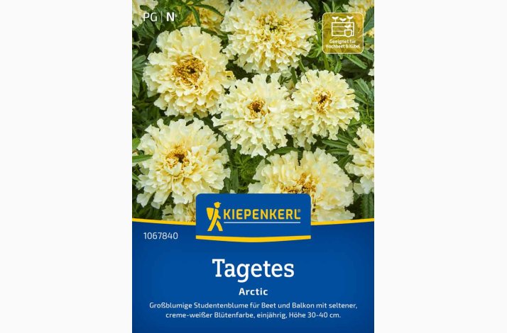 Fl�jlsblomst � Tagetes erecta �Arctic� � Fr�