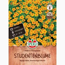 Tagetes SPERLI's Orangemeer - Blomster og blade citronagtig smag